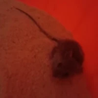 nhỏ này là bò..