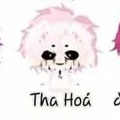 Hiha_Tha Hóa