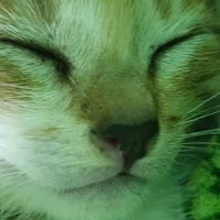 T/g meow meow
