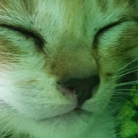 T/g meow meow