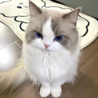 Mèo