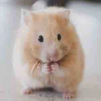Hamster 