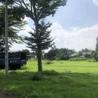 Tác giả