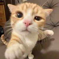 Hệ thống Meow