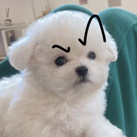 dog tgia đâyyy