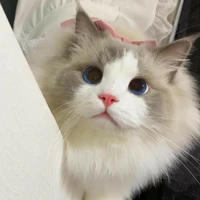 Mèo | HĐD