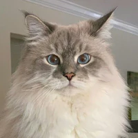 Mèo | TĐD