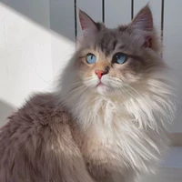 Mèo | TMH