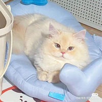 Mèo | TPH