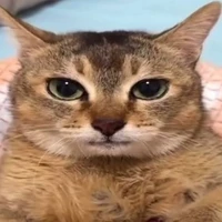 Ad