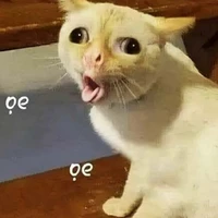 Cân hết tất cả vai