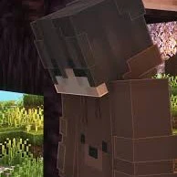 Bear see tinh