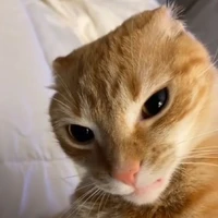 Tô Thị Mỹ Mèo <hệ thống>