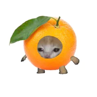 cam mật 🐝🍊