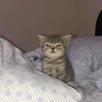 Tác Giả [Ngọc Yếnn]