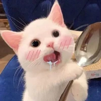 Báo