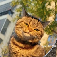 các công