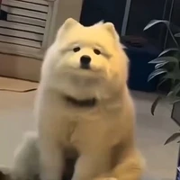 Chó trắng ( tác giả )