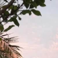 tongtai bbông dẻ