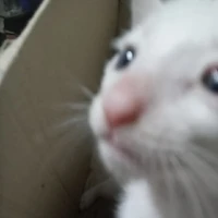 traidepngauloinhatthegio