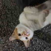 Kisa 