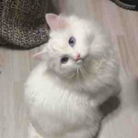 Kira
