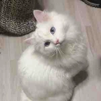 Kira