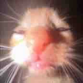 bimz