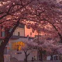 Trưởng phòng Trần