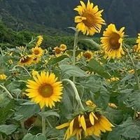 cả lớp