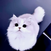 Luna_dạng mèo