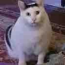 Phong