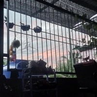 hai anh em nhà Boboiboy