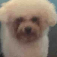 Tác giả xàm vaio