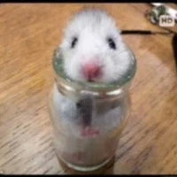 T/g cuti phô mai que><