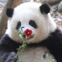 gấu trúc nhỏ