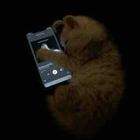 Tác giải  xàm lônf