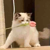 t/g đi tặng hoa cho 1 vợ nhiều chồng 