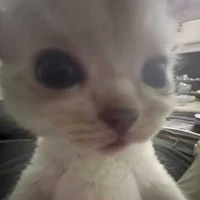 Ali | Tác giả cutii :>>