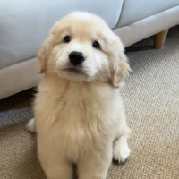 milo