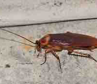Gián cutii