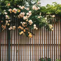 Ông của Lâm Minh