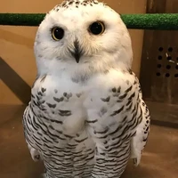 điệp viê- à ko là hệ thống 007^^