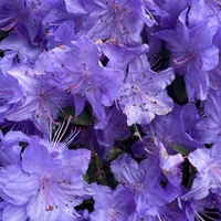 Nhân vật quần chúng