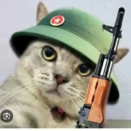 mèo báo