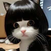 Hệ thống đẹp zoai_meo meo