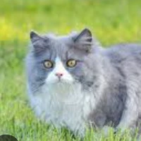 mèo 