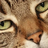 đa số nhân vật