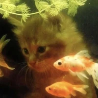 @𝒕𝒉𝒚𝒆𝒆𝒕𝒔