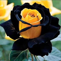 3 chị em nhà Natsumi+Yoki+Diana